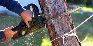 Zillah, WA Tree Care Company